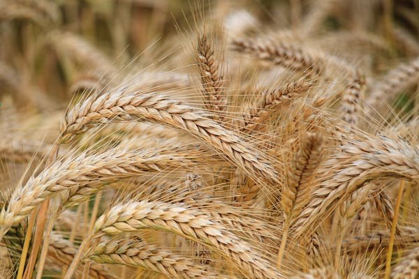 Rabi Crops